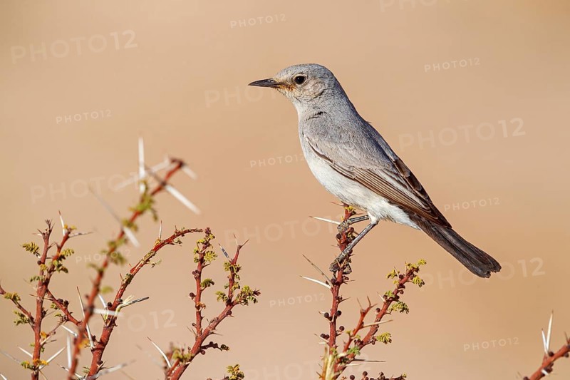 Blackstart, (Cercomela melanura), Grey Chat, Ayn Hamran, Salalah, Dhofar, Oman, Asia