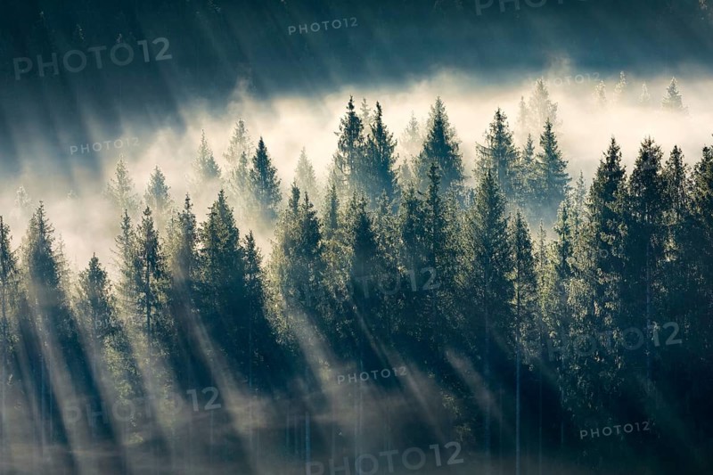 Fog and forest in Oberägeri in the canton of Zug, Switzerland, Europe