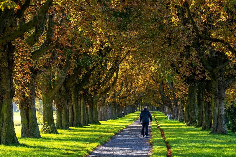 Dense chestnut tree avenue at the Rhine dike near Neuss, Deichallee, autumn, colourful leaves, walker, North Rhine-Westphalia, Germany, Europe