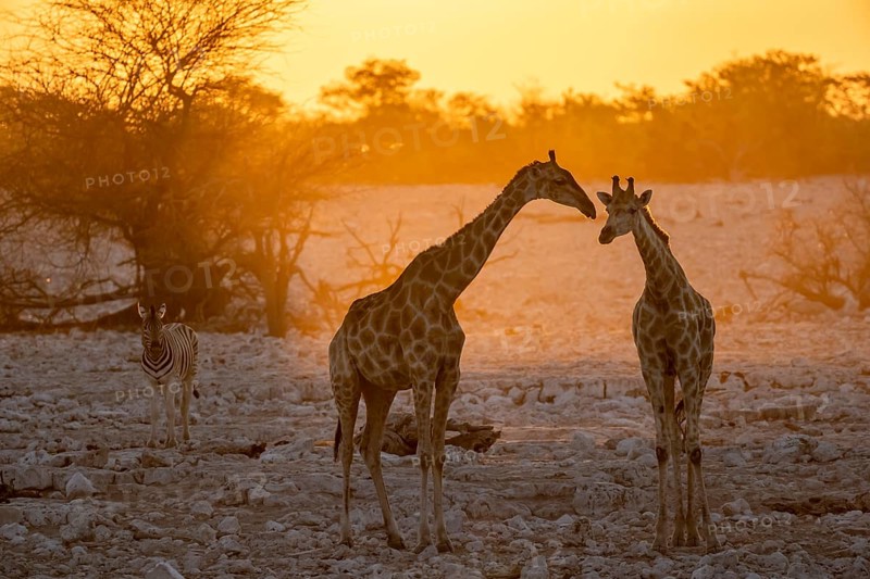 Angolan giraffe (Giraffa giraffa angolensis), two giraffes in the backlight at sunset, atmospheric sunset, Okaukuejo waterhole, Etosha National Park, Namibia, Africa