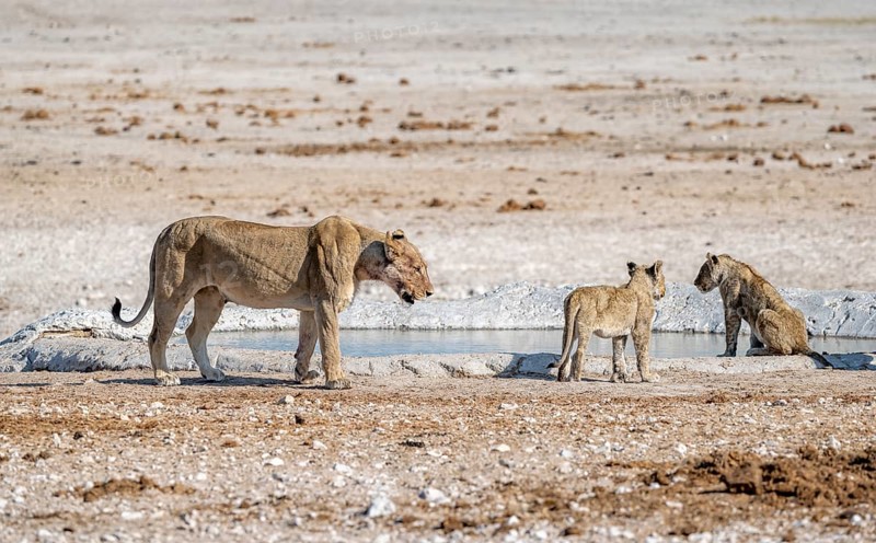 Lions (Panthera leo), mother and two cubs at the waterhole, Nebrowni waterhole, Etosha National Park, Namibia, Africa
