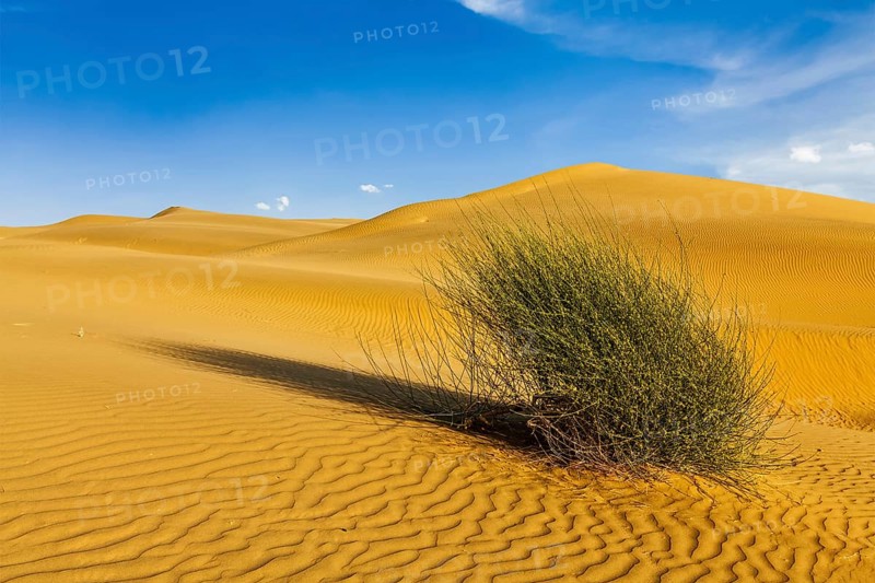 Dunes of Thar Desert. Sam Sand dunes, Rajasthan, India, Asia