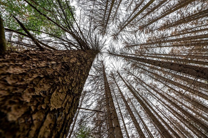 Forest dieback in the Arnsberg Forest nature park Park, over 70 per cent of the spruce trees are diseased, damaged, mostly by the bark beetle, which was able to spread due to drought and heat, climate change, attempts are being made to adapt the forest to climate change by replanting other tree species, near Hirschberg, North Rhine-Westphalia, Germany, Europe