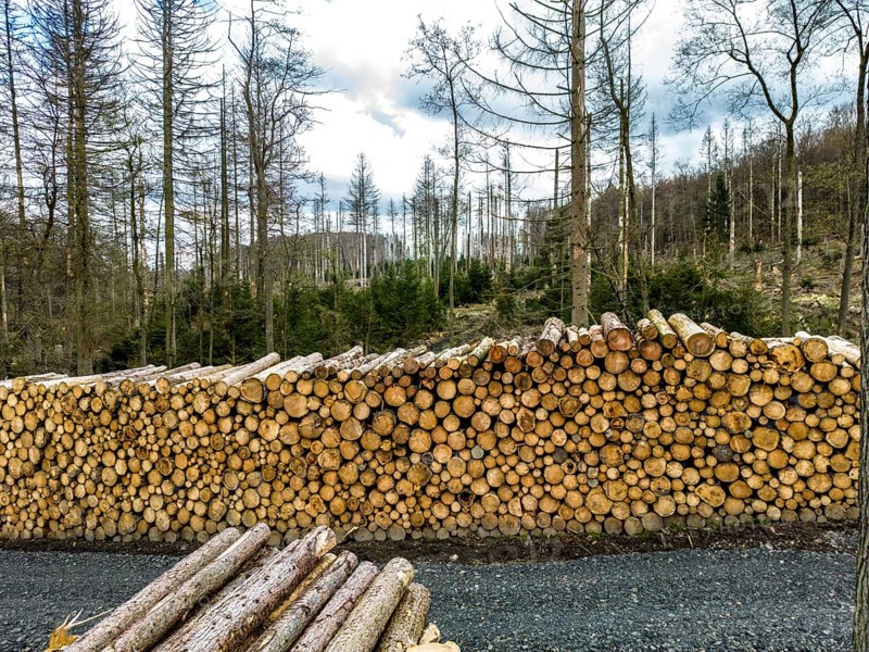 Felled, stacked spruce trunks, forest dieback in the Arnsberg Forest nature park Park, over 70 per cent of the spruce trees are diseased, damaged, mostly by the bark beetle, which was able to spread due to drought and heat, climate change, near Hirschberg, North Rhine-Westphalia, Germany, Europe