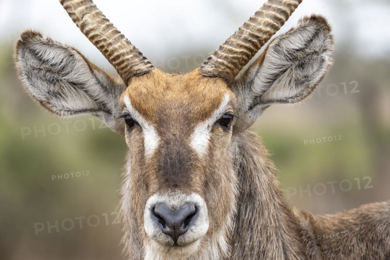 Ellipsen waterbuck (Kobus ellipsiprymnus), adult male, animal portrait, Kruger National Park, South Africa, Africa