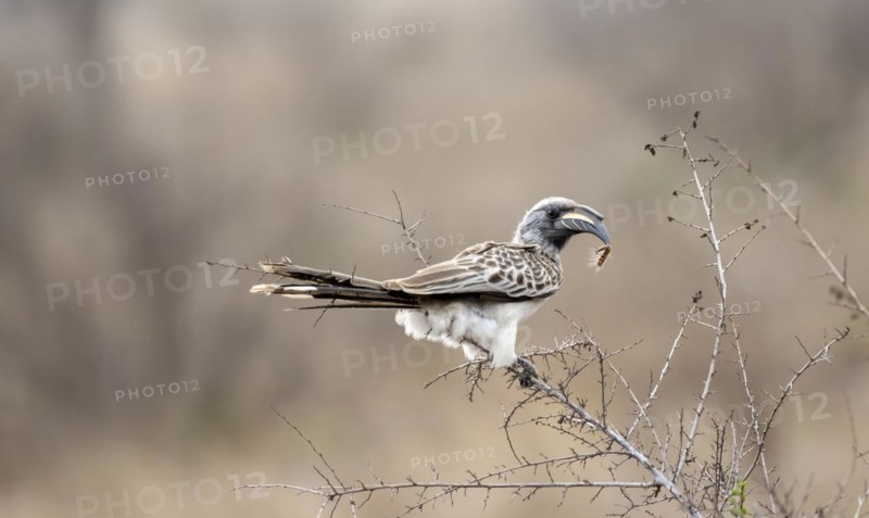 African grey hornbill (Tockus nasutus), adult male with caterpillar in beak, sitting in a bush, Kruger National Park, South Africa, Africa