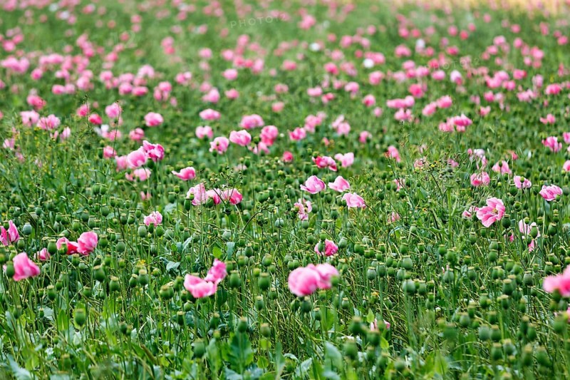 Opium poppy (Papaver somniferum), cultivation of edible poppy, poppy field, pink flowers and seed capsules, Germerode, Meißner, Geo-nature park Park Frau-Holle-Land, Hesse, Germany, Europe