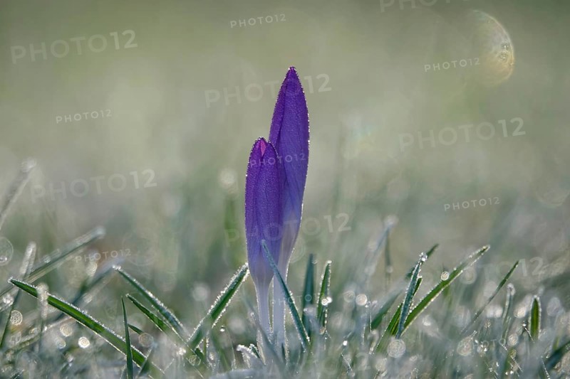 Crocus with frost in the early morning, February, Germany, Europe