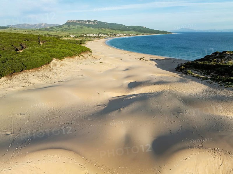 The famous dune of Bolonia at the sandy coastline of the Atlantic Ocean and framed by forests of Stone pines (Pinus pinea) . Aerial view. Drone shot. Cádiz province, Andalusia, Spain, Europe