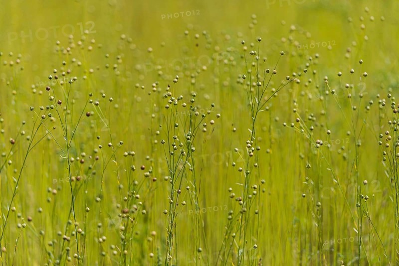 Linen as meadow planting, renewable raw materials, traditional, arable farming, agriculture, alternative, harvest, plant, ecological, fax, flax, meadow plant, useful plant, meadow crop, fibre, fabric, field, field crop