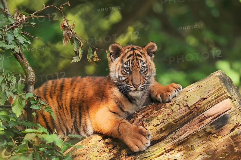 Sumatran tiger (Panthera tigris sumatrae), young, captive, native to Sumatra, Indonesia, Asia