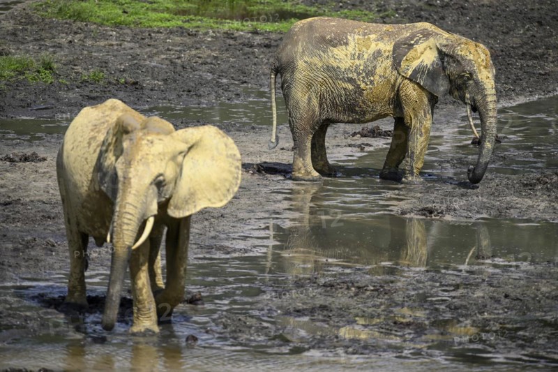 African forest elephants (Loxodonta cyclotis) in the Dzanga Bai forest clearing, Dzanga-Ndoki National Park, Unesco World Heritage Site, Dzanga-Sangha Complex of Protected Areas (DSPAC), Sangha-Mbaéré Prefecture, Central African Republic, Africa