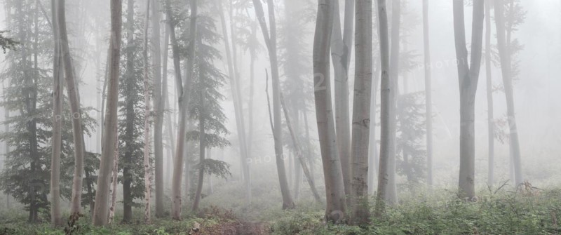 Panorama, Natural beech forest in the morning mist, near Freyburg (Unstrut), Saxony-Anhalt, Germany, Europe