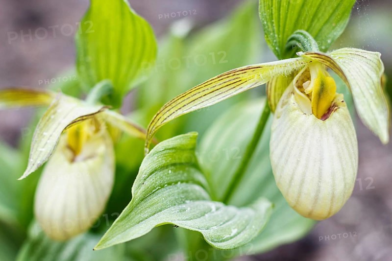 Beautiful orchids of different colors on green background in the garden. Lady's-slipper hybrids. Close up