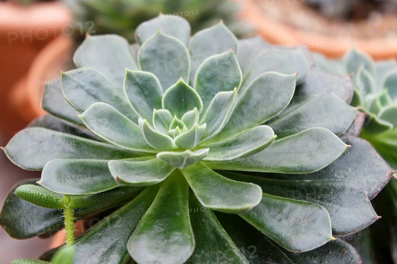 Beautiful succulent plant in greenhouse. Closeup, floral patterns, selective focus