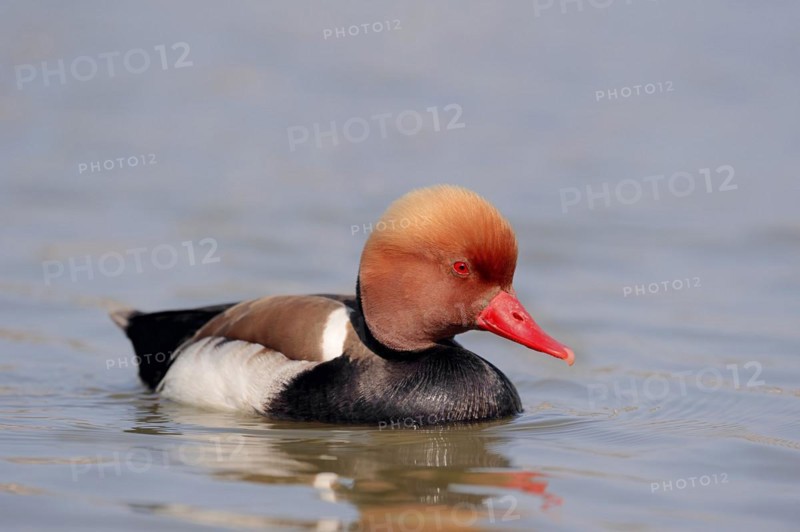 Red-crested pochard (Netta rufina), male, Camargue, Provence, southern France
