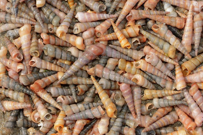 Common tower snail (Turritella communis) empty shells on the beach, Camargue, Provence, southern France