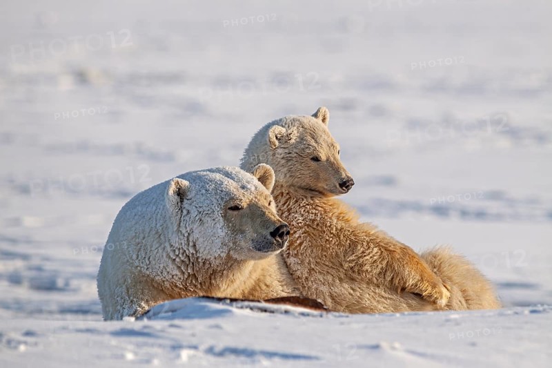 Polar bears (Ursus maritimus), polar bear mother and young in the snow, Kaktovik, Arctic National Wildlife Refuge, Alaska, USA, North America