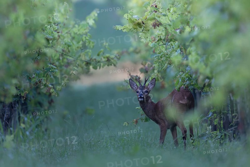 Roebuck in summer, leaf time, Wittlich, Rhineland-Palatinate, Germany, Europe