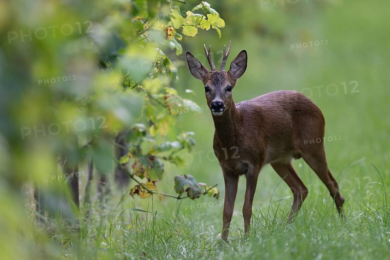 Roebuck in summer, leaf time, Wittlich, Rhineland-Palatinate, Germany, Europe