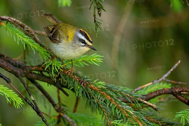 Goldcrest, Regulus ignicapillus, Luce, Mountain area, Luce, Styria, Slovenia, Europe
