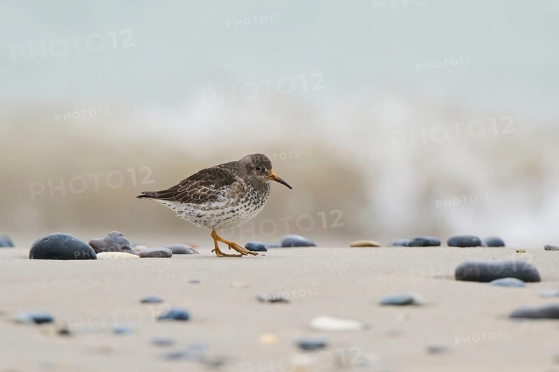 Purple sandpiper (Calidris maritima) on the beach, Düne, Helgoland, Schleswig-Holstein, Germany, Europe