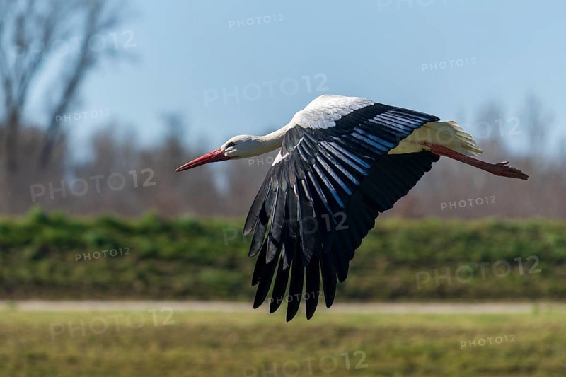 The stork hovers just above the meadow, with its wings wide open, white stork (Ciconia ciconia), wildlife, Germany, Europe