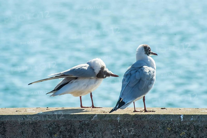 Black-headed gull (Chroicocephalus ridibundus) in winter, sitting on a quay with sparkling sea in the background in Ystad, Baltic Sea, Skåne County, Sweden, Scandinavia, Europe