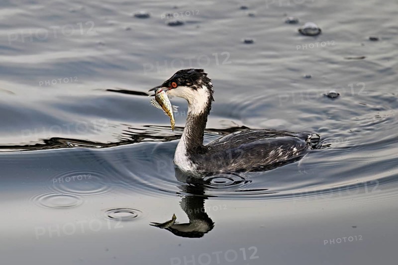 Slavonian grebe (Podiceps auritus), adult, in a white plumage, winter plumage, swimming with a fish in its beak, Lake Zug, Switzerland, Europe