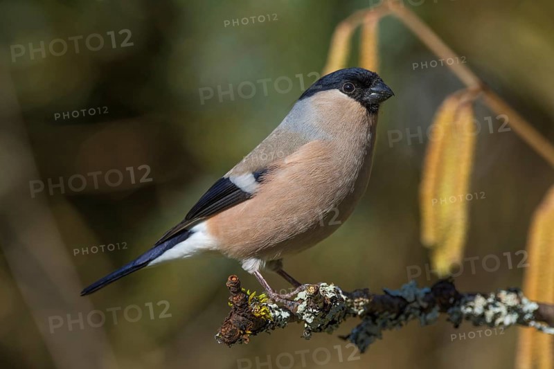 A female bullfinch (Pyrrhula pyrrhula) sitting on a branch in a natural environment, Baden-Württemberg, Germany, Europe