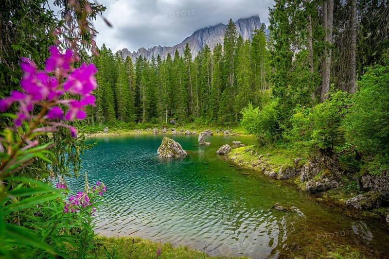 Lake carezza with turquoise water surrounded by fir forest and latemar mountain range in background on cloudy summer day in dolomites, italy