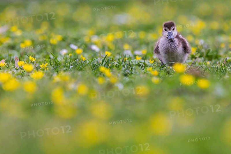Chicks of the Nile Goose (Alopochen aegyptiaca) freshly hatched, park in spring with spring flowers. Baden-Württemberg, Germany, Europe