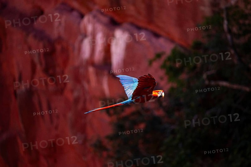 Red-and-green macaw (Ara chloropterus) Buraco das Araras Brazil