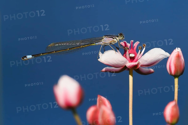 A Blue-tailed damselfly (Ischnura elegans) sitting on a pink flower, flowering rush (Butomus umbellatus), in front of a blue sky, Hesse, Germany, Europe