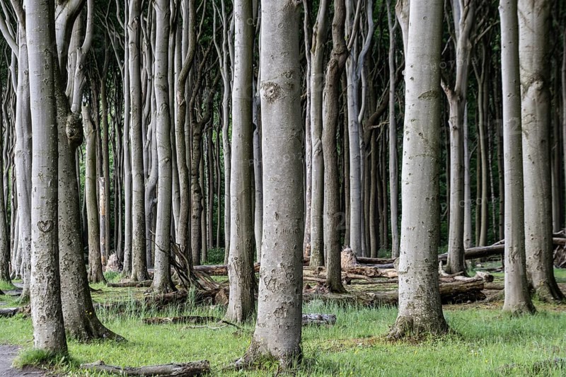 Beech forest (Fagus sylvatica), Ghost Forest Nienhagen, Mecklenburg-Western Pomerania, Germany, Europe