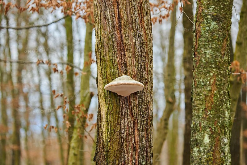 Tinder fungus (Fomes fomentarius) growing an a tree trunk, Forest, Slovakia, Europe