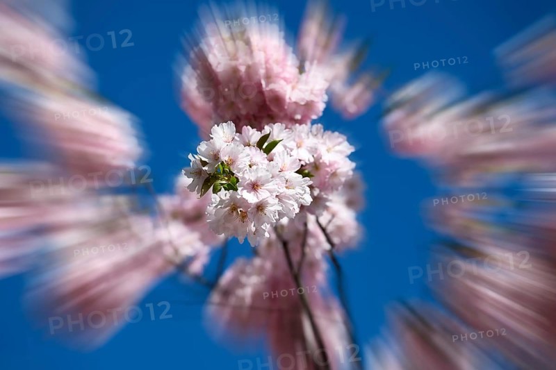 Japanese Cherry, Oriental Cherry, Japanese Cherry Tree, Japanese Blossom Cherry Tree (Prunus serrulata), zoom effect