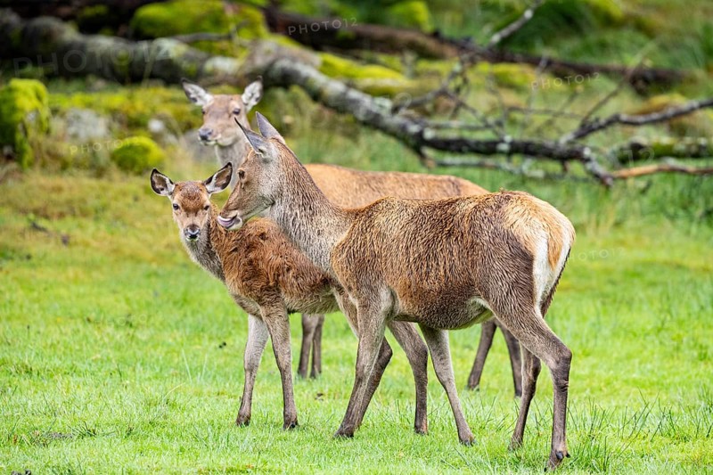 Red deer (Cervus elaphus) cow with calf captive Germany