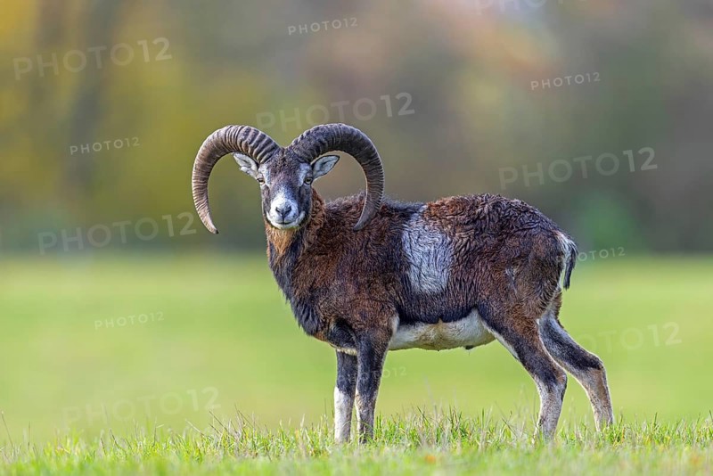 European mouflon (Ovis aries musimon, Ovis gmelini musimon) ram, male with big horns in grassland at forest edge in autumn, fall