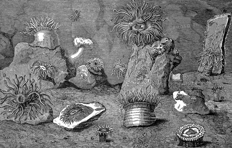 Sea anemones, Actiniaria, also water lilies, sea lilies or actinia, illustration from 1874, historical, digital reproduction of an original from the 19th century