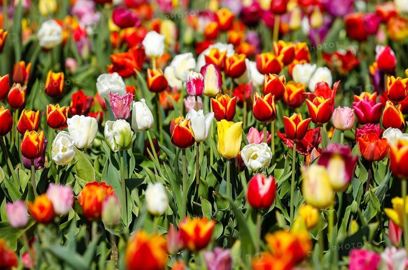 Tulips blooming in a tulip field, Grevenbroich, North Rhine-Westphalia, Germany, Europe