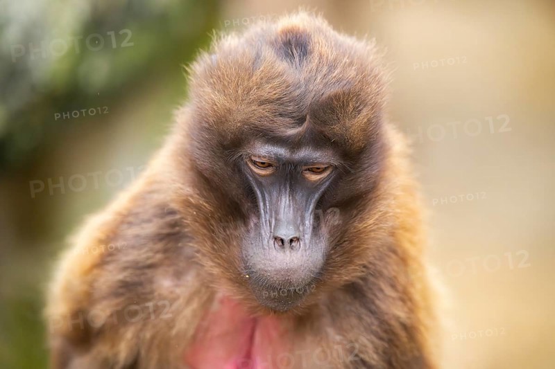 Gelada (Theropithecus gelada), portrait, captive, Germany, Europe