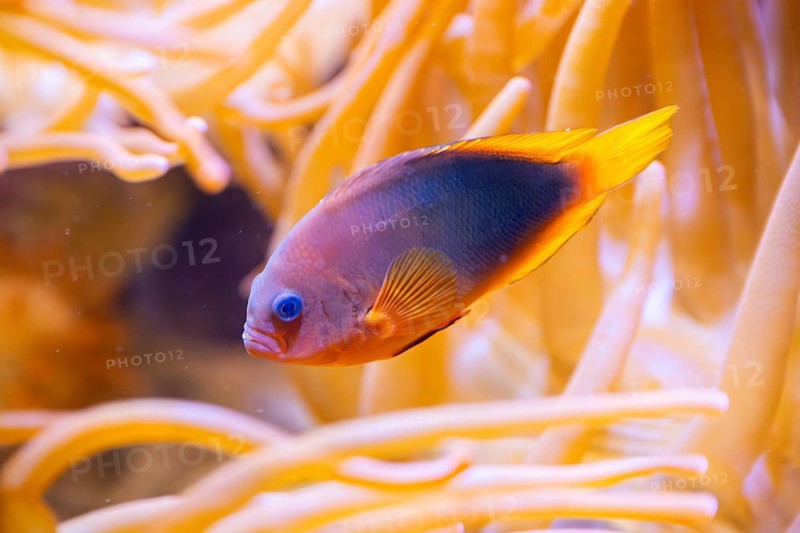 Yellowback anthias (Pseudanthias evansi) swimming under water, captive, Germany, Europe