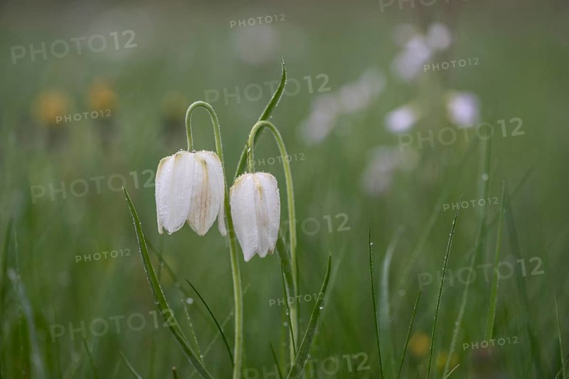Snake's Head Fritillary (Fritillaria meleagris), Lower Saxony, Germany, Europe