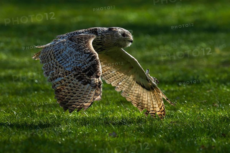 A flying owl glides close to the ground over a green meadow in the shade, Siberian Eagle Owl (Bubo bubosibiricus), Germany, Europe