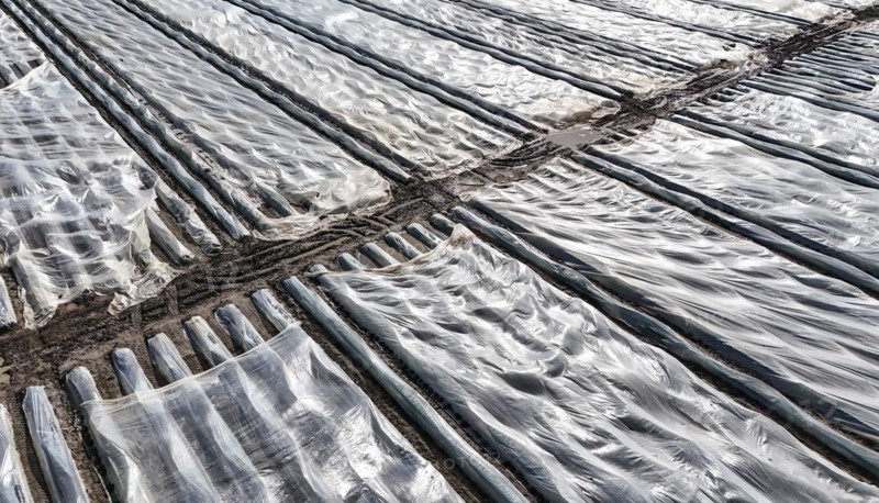 Asparagus fields covered with foil, Beelitz, 26/03/2024