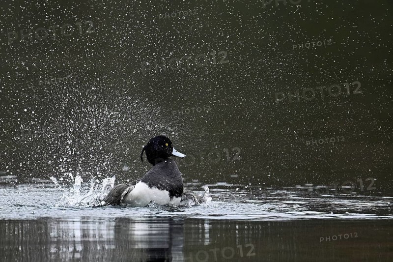 Tufted Duck (Aythya fuligula), male during plumage care, Rootsee, Canton Lucerne, Switzerland, Europe