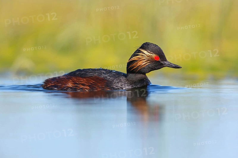 Black-necked grebe (Podiceps nigricollis), swimming in the water, Hides de El Taray / Floating Hid, Villafranca de los Caballeros, Castilla La Mancha / Toledo, Spain, Europe