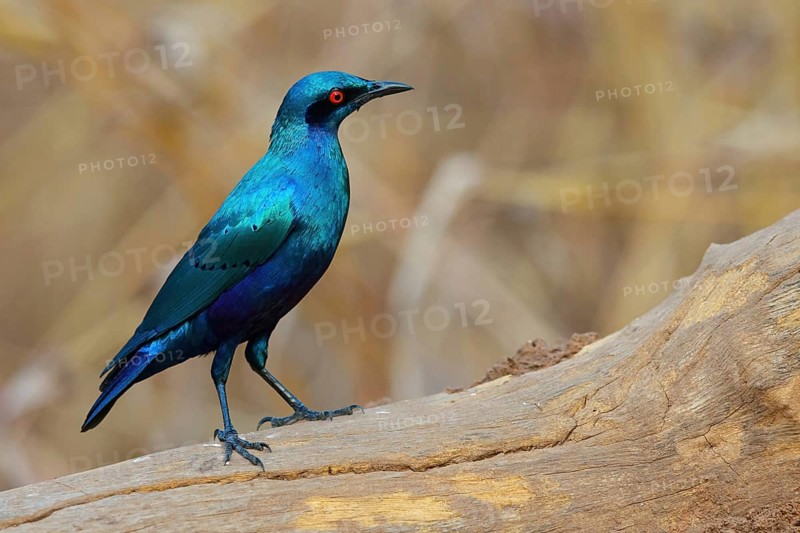 Bronze-tailed starling (Lamprotornis chalcurus), Tendaba camp / Tendaba photo hid, Kwinella, South Bank, Gambia, Africa