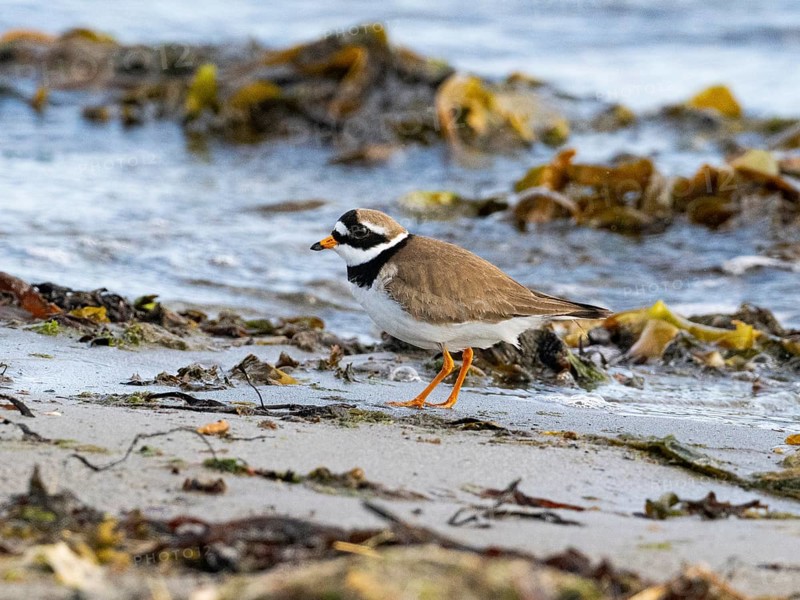 Common Ringed Plover (Charadrius hiaticula) foraging along the Arctic Ocean shoreline, May, Varanger Fjord, Norway, Europe